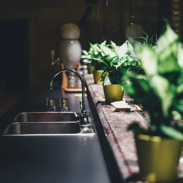 évrier noir, plantes aromatiques